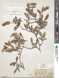 Itea virginica image