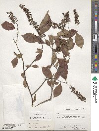 Itea virginica image