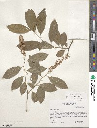 Itea virginica image