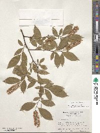 Itea virginica image