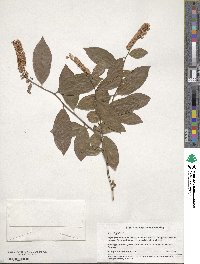 Itea virginica image