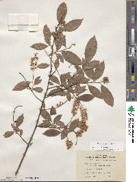 Itea virginica image