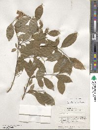 Itea virginica image