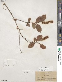 Itea virginica image