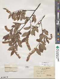 Itea virginica image