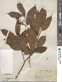 Itea chinensis image