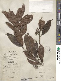 Itea chinensis image