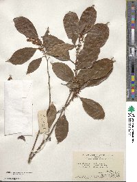 Itea chinensis image