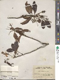 Itea chinensis image