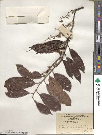 Itea chinensis image