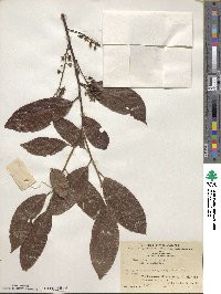 Itea chinensis image