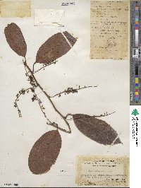 Itea chinensis image