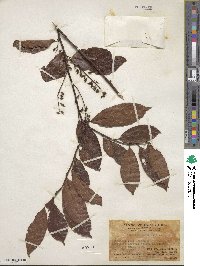 Itea chinensis image