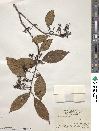 Itea chinensis image