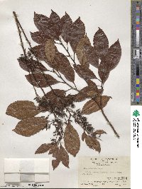 Itea chinensis image