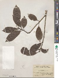 Itea chinensis image