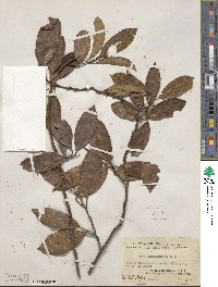 Itea chinensis image