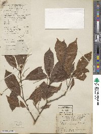 Itea chinensis image