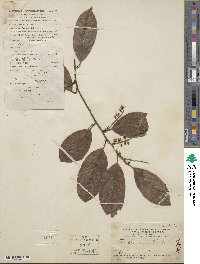 Itea chinensis image