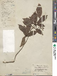 Itea chinensis image