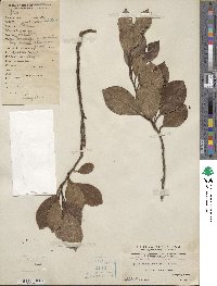 Itea chinensis image