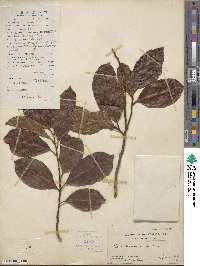 Itea chinensis image