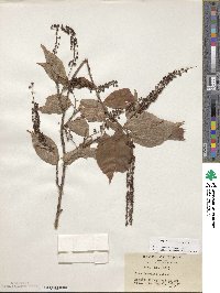 Itea japonica image