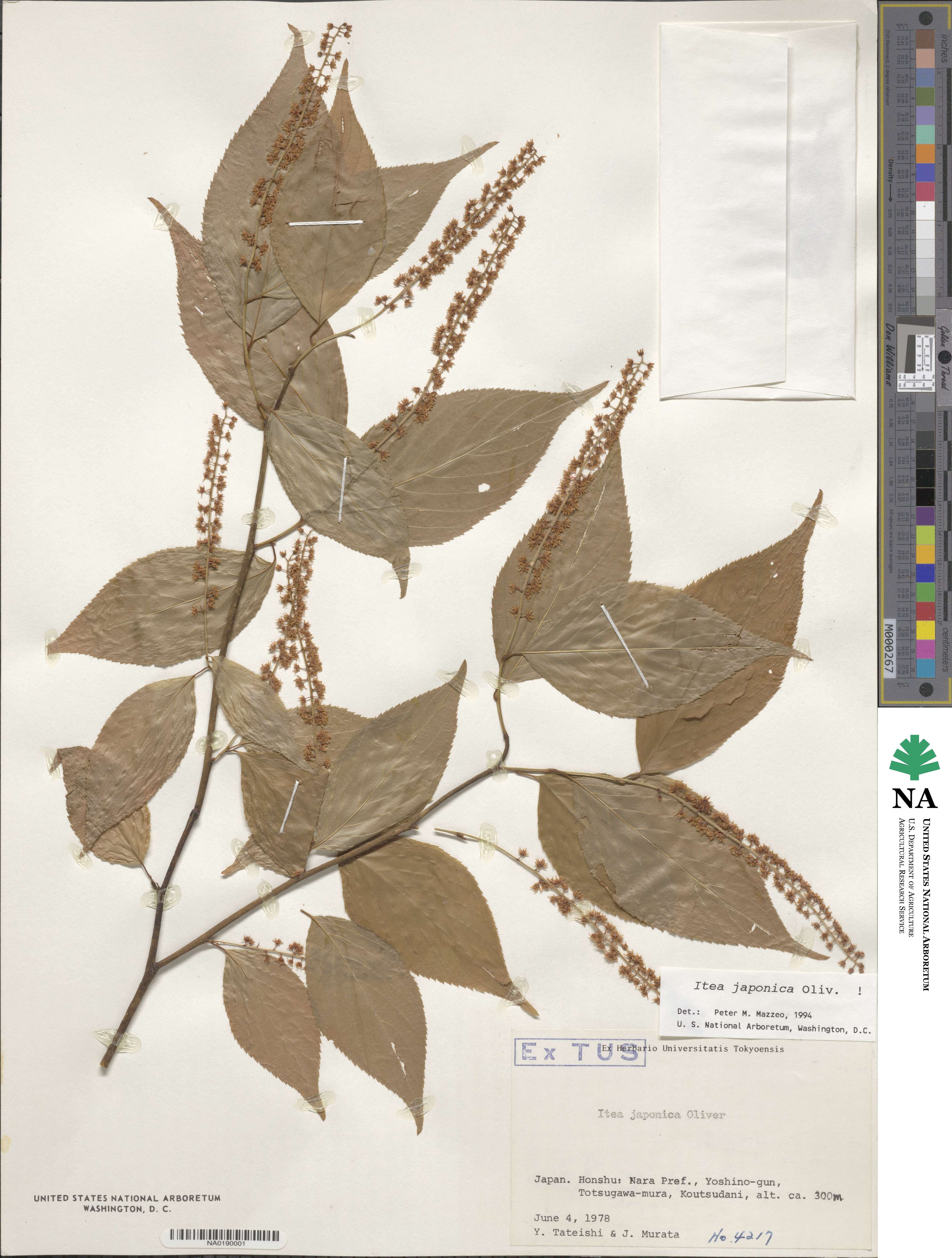 Itea japonica image