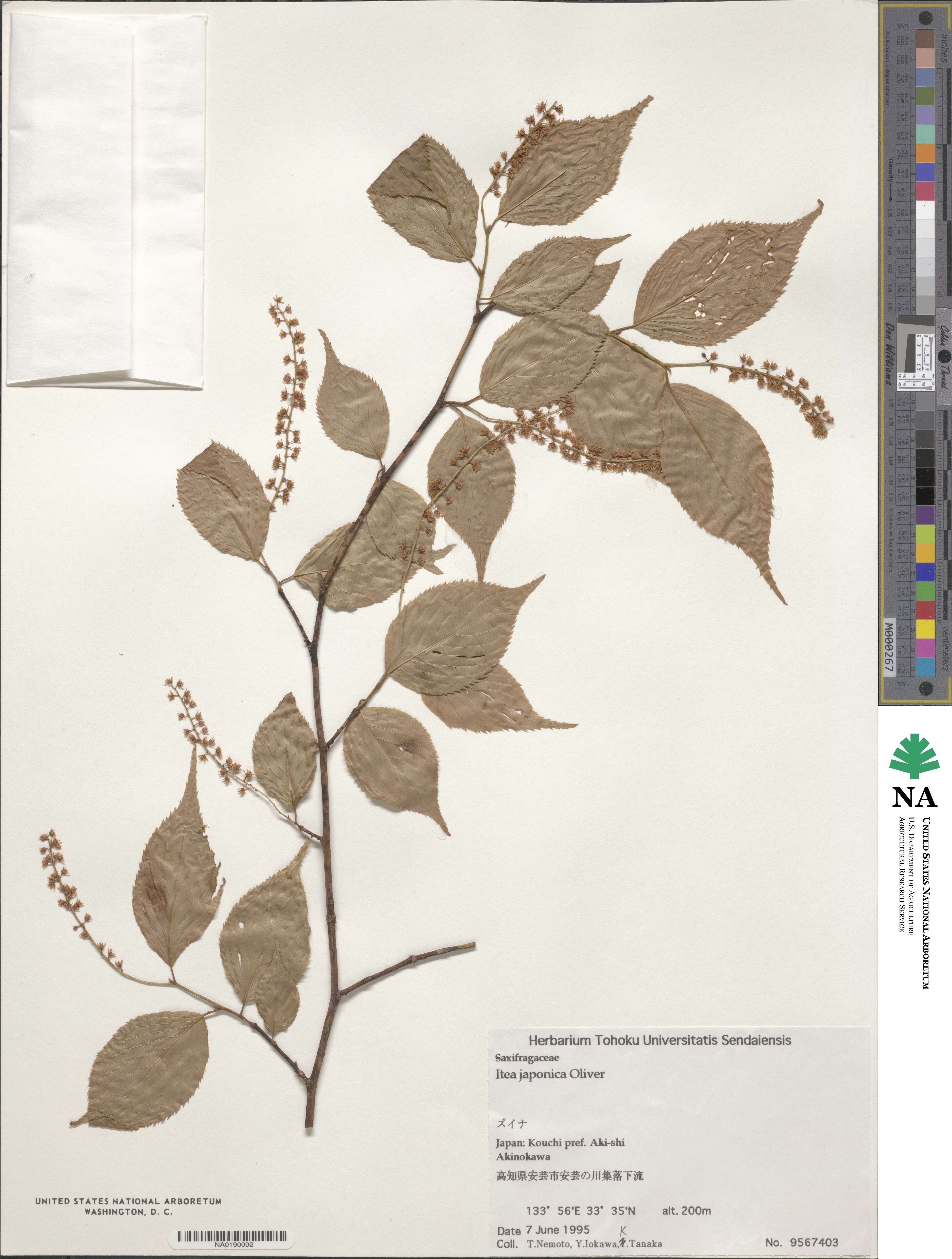 Itea japonica image