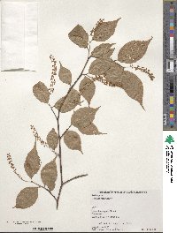 Itea japonica image