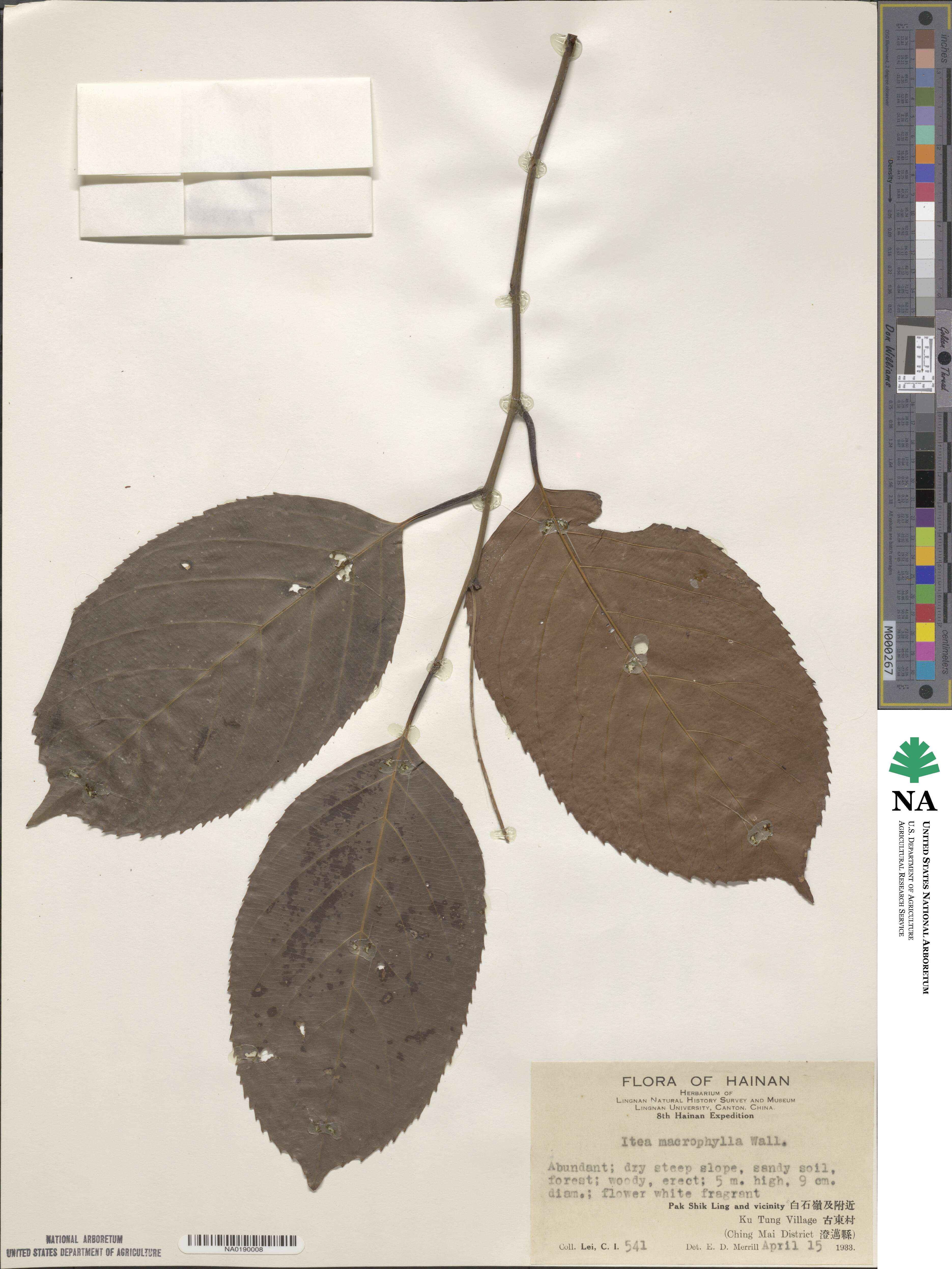 Itea macrophylla image