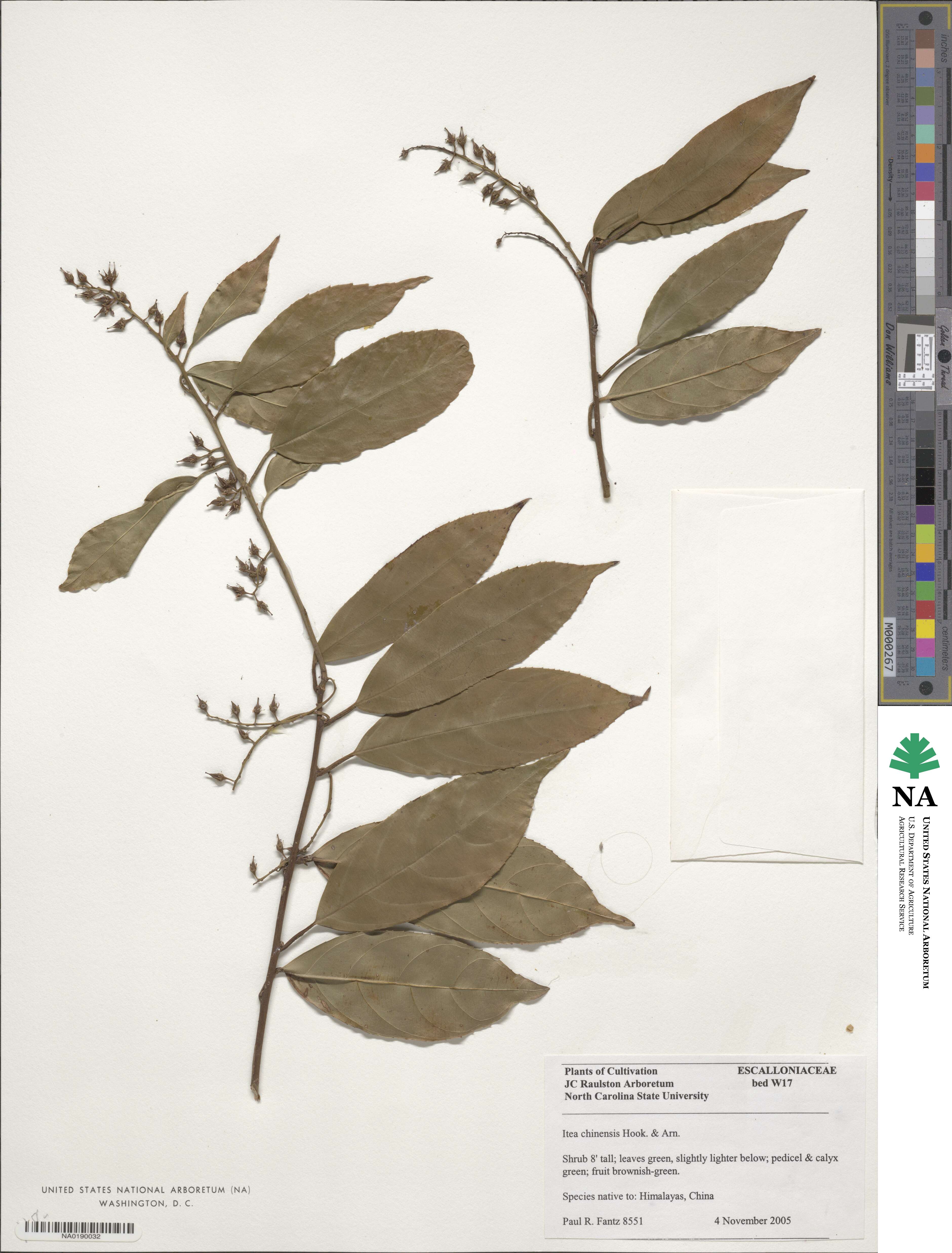 Itea chinensis image