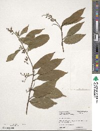 Itea chinensis image