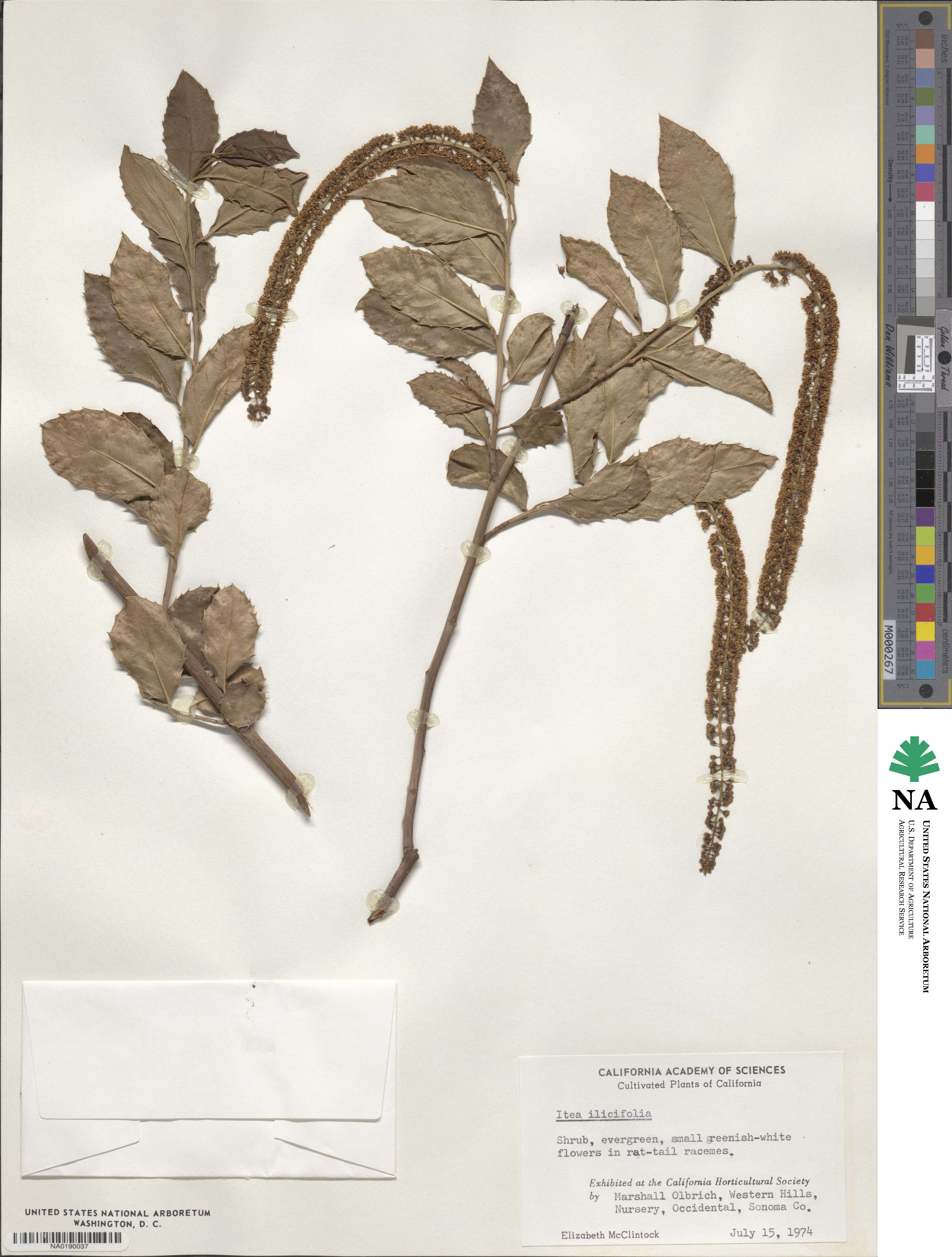 Itea ilicifolia image