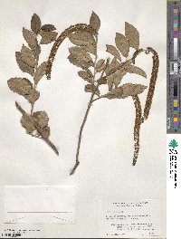 Itea ilicifolia image