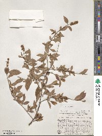 Itea virginica image