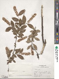 Itea virginica image