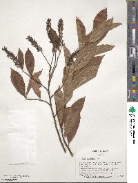 Itea virginica image