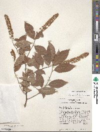 Itea virginica image