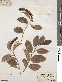 Itea yunnanensis image