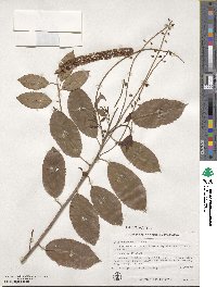 Itea yunnanensis image