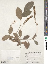 Itea yunnanensis image