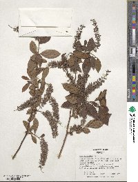 Itea virginica image