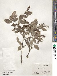 Itea virginica image