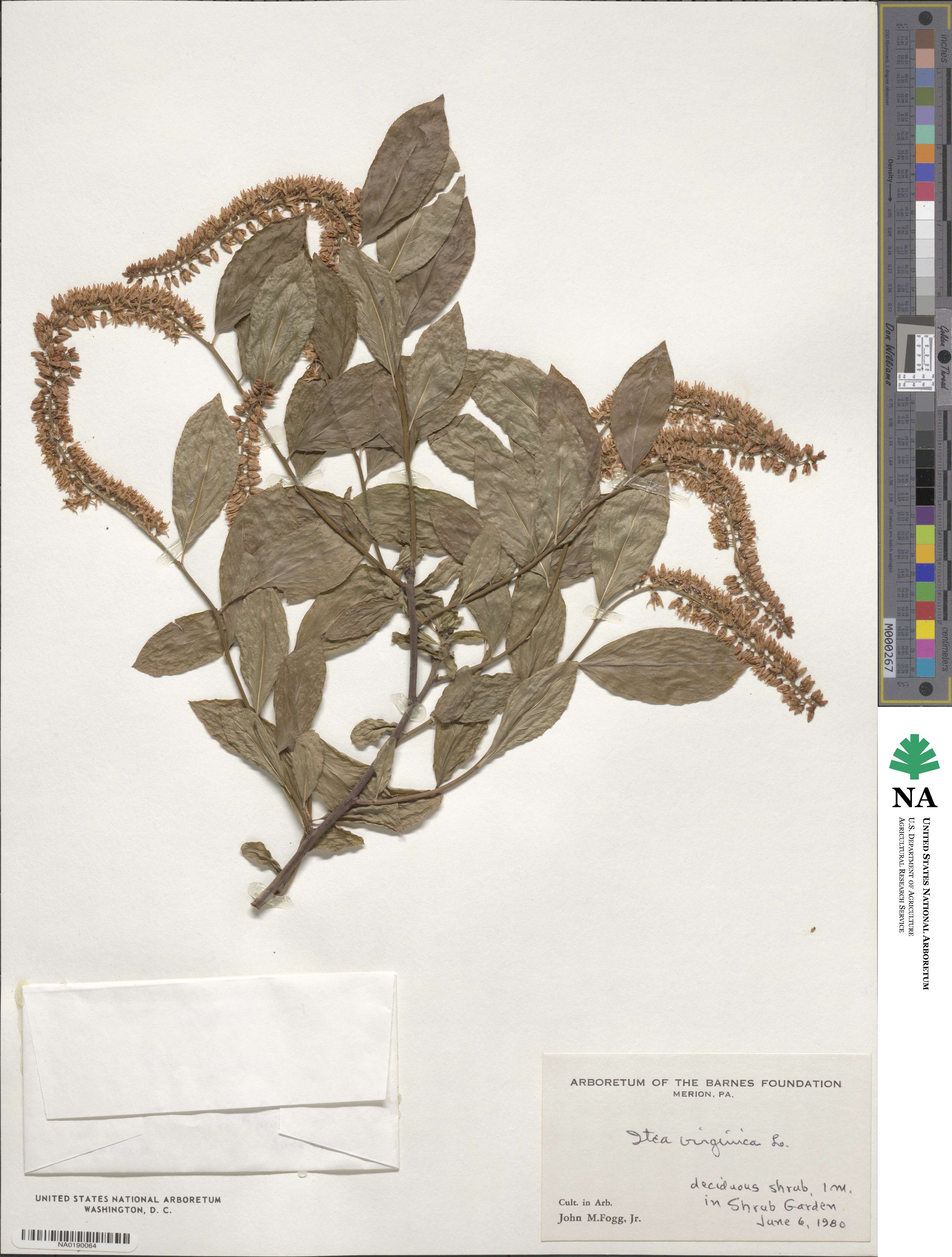 Itea virginica image