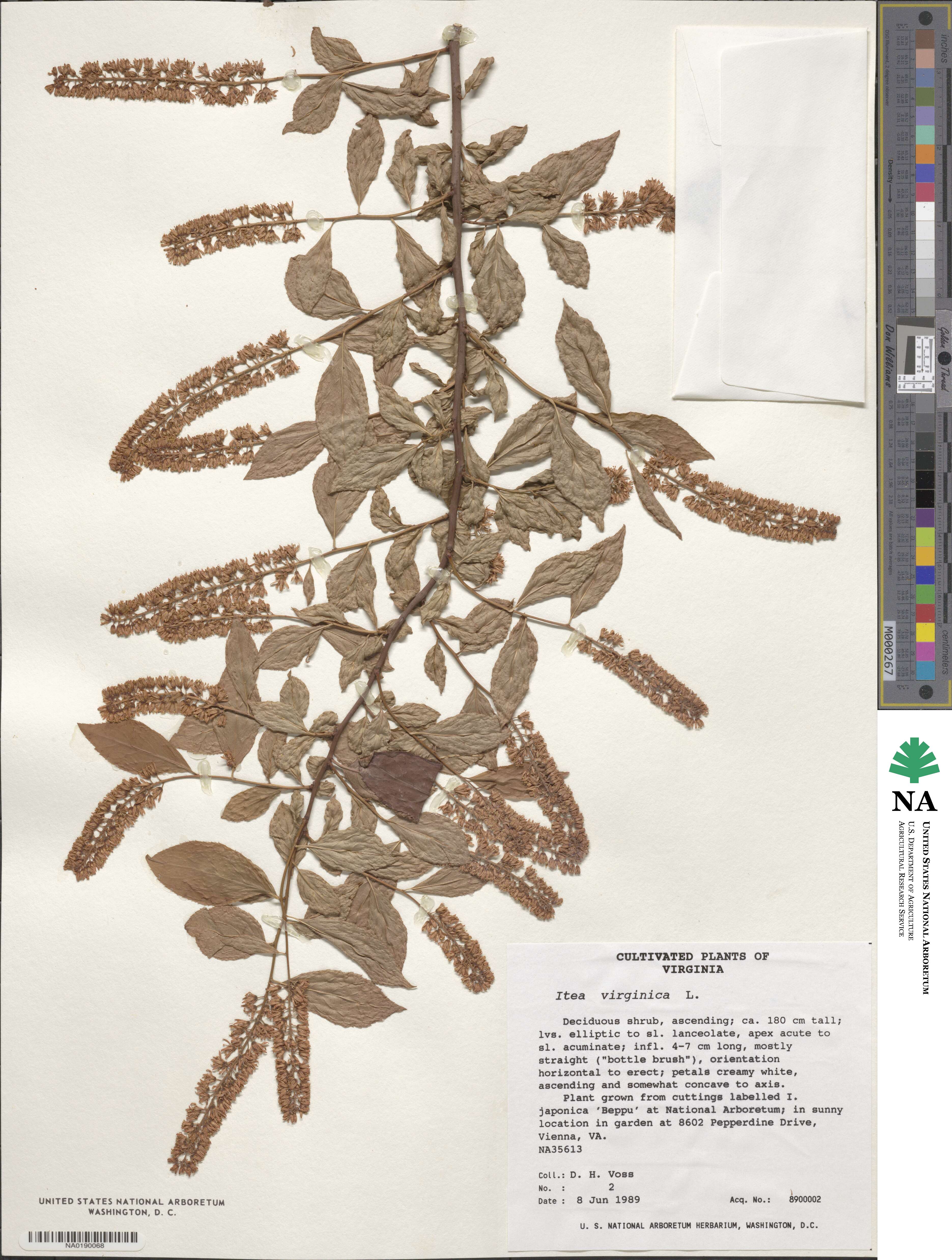 Itea virginica image