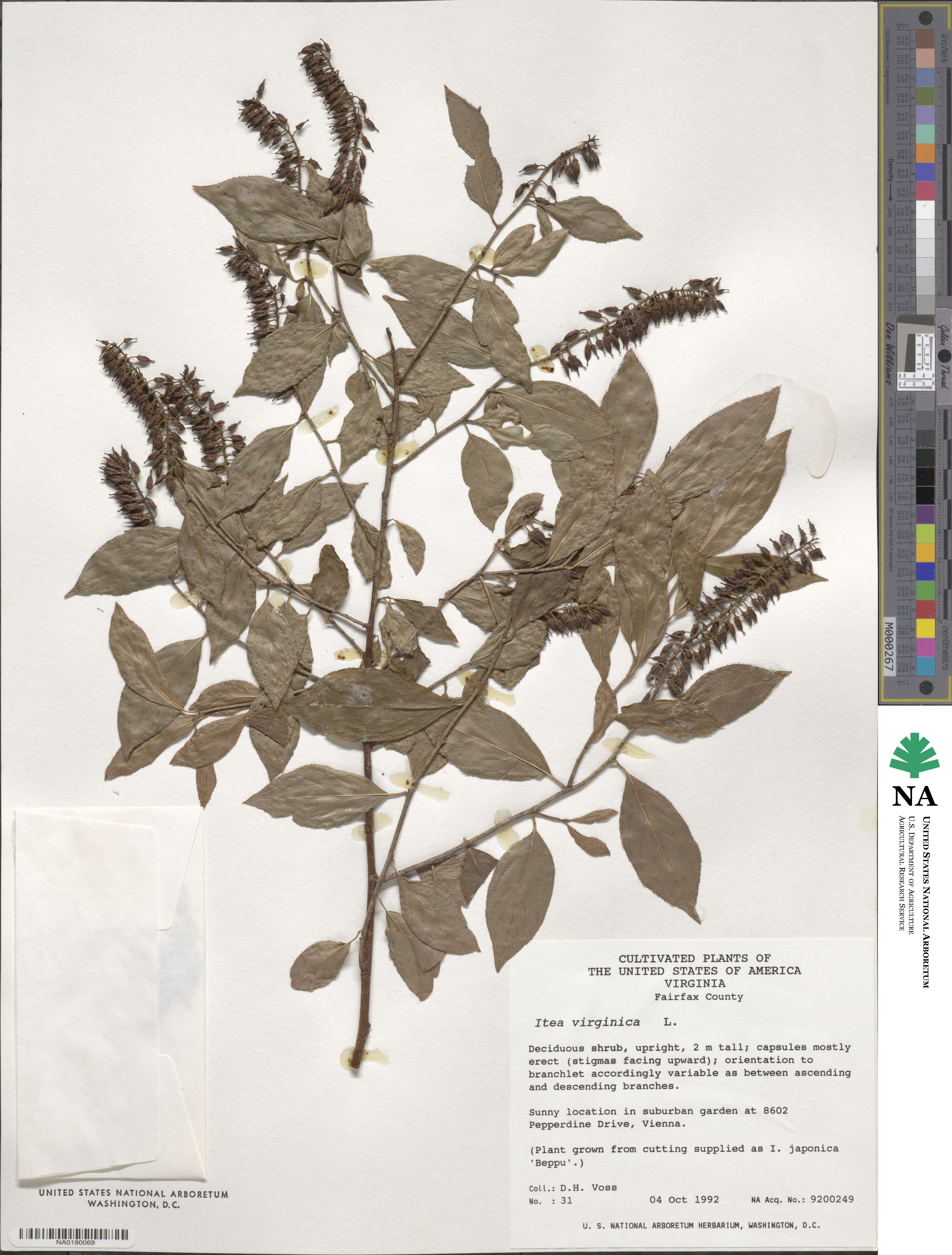 Itea virginica image
