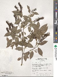 Itea virginica image