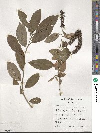 Itea virginica image