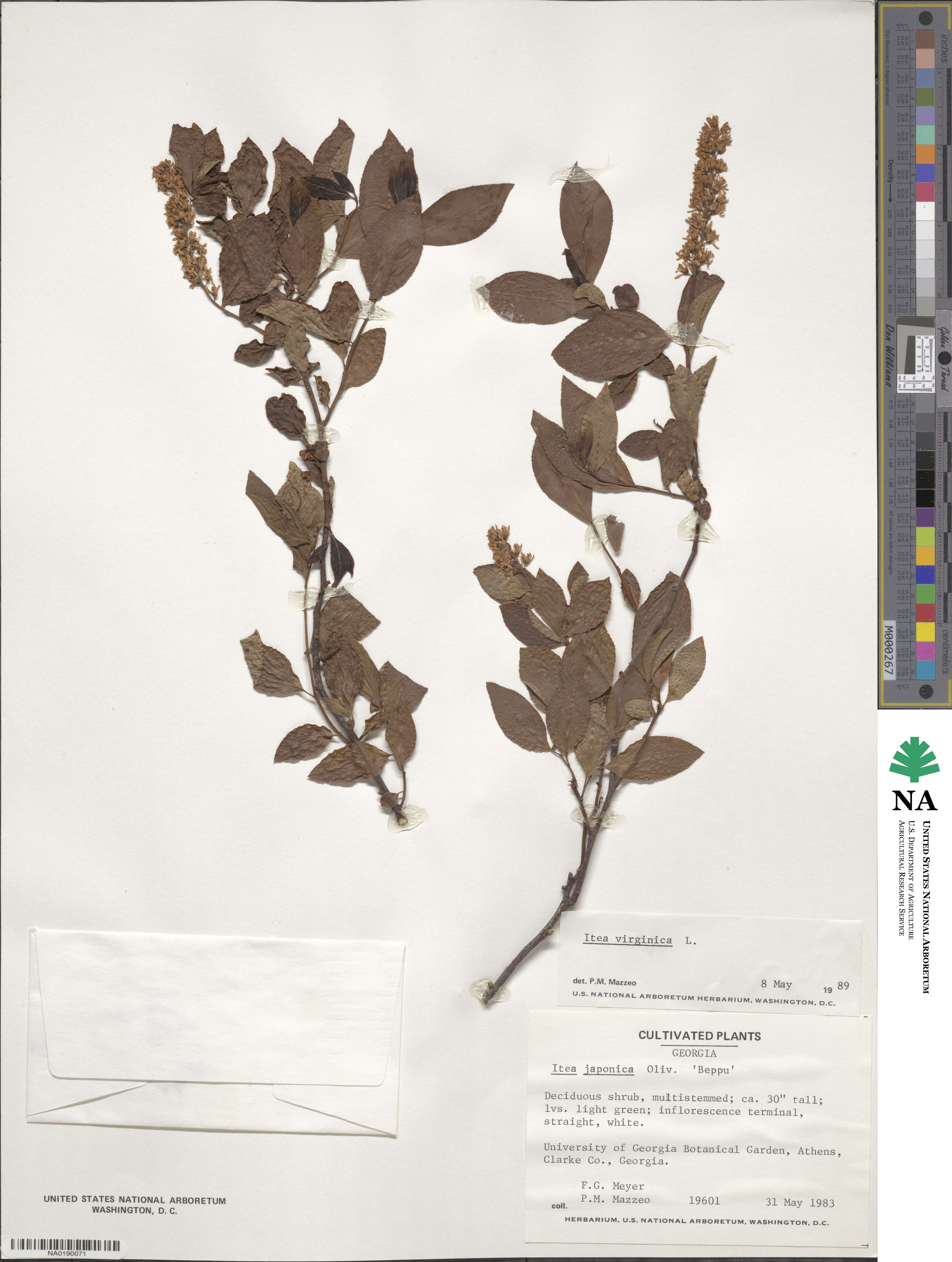 Itea virginica image